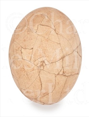 Lot 149 - A RECONSTRUCTED ELEPHANT BIRD EGG (ÆPYORNIS...