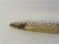 Lot 81 - Ø A LARGE 19TH CENTURY SAILOR'S WHALE BONE FID: and another smaller