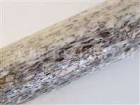 Lot 81 - Ø A LARGE 19TH CENTURY SAILOR'S WHALE BONE FID: and another smaller