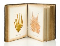 Lot 162 - BRITISH MARINE ALGÆ' - mounted and arranged by Miss E.H. Boning