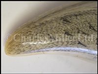 Lot 84 - Ø A FINE SAILORWORK SCRIMSHAW DECORATED WHALE'S TOOTH, 1830s-40s