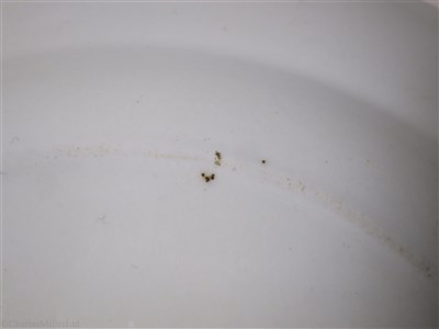 Lot 47 - BRITISH & AFRICAN S.S. CO. (ELDER DEMPSTER & Co.). LTD.: A ‘KEY FESTOON’ PATTERN DINNER PLATE BY MINTONS, CIRCA 1870