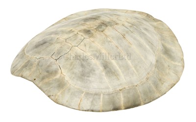 Lot 170 - Ø A MID-19TH CENTURY SOUTH AMERICAN RIVER TURTLE [PODOCNEMIS EXPANSA] CARAPACE