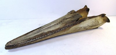 Lot 36 - A PAIR OF 19TH CENTURY SCRIMSHAW DECORATED BOTTLENOSED DOLPHIN JAWS