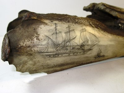 Lot 36 - A PAIR OF 19TH CENTURY SCRIMSHAW DECORATED BOTTLENOSED DOLPHIN JAWS