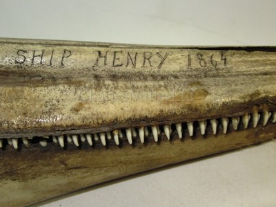 Lot 36 - A PAIR OF 19TH CENTURY SCRIMSHAW DECORATED BOTTLENOSED DOLPHIN JAWS