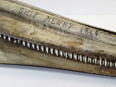 Lot 36 - A PAIR OF 19TH CENTURY SCRIMSHAW DECORATED BOTTLENOSED DOLPHIN JAWS