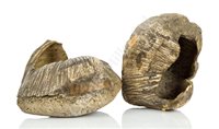 Lot 129 - Ø A PAIR OF WHALE EAR BONES, CIRCA 1905