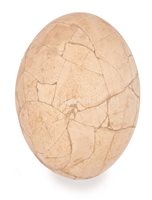 Lot 105 - A RECONSTRUCTED ELEPHANT BIRD EGG (ÆPYORNIS...