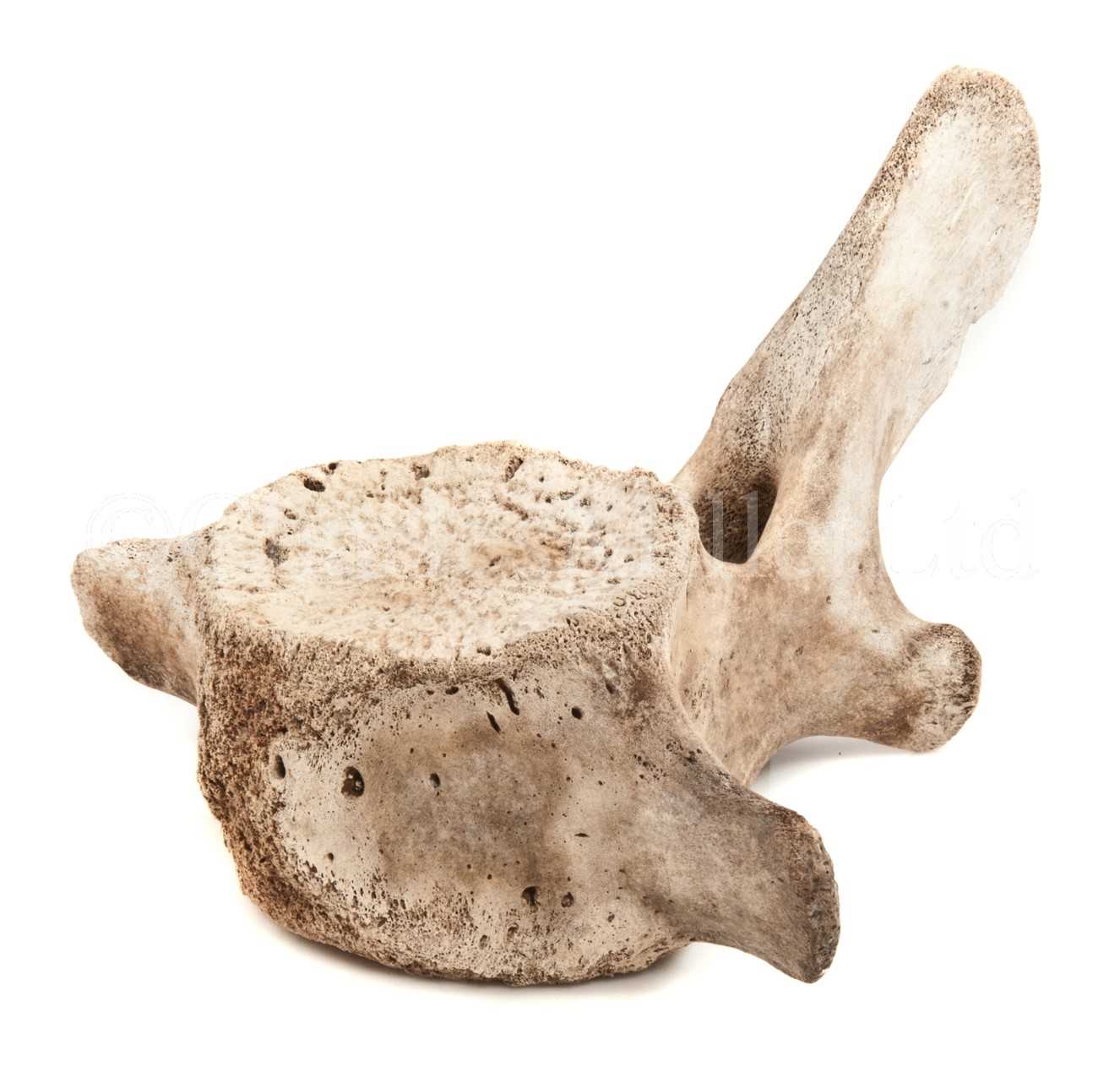 Lot 107 - A 19TH-CENTURY SPERM WHALE VERTEBRA<br/>with old...