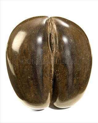 Lot 152 - A 19TH-CENTURY POLISHED COCO-DE-MER<br/>Complete...